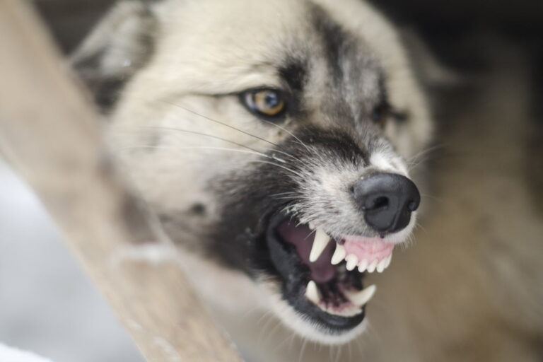 A close-up of a dog baring its teeth and snarling, showing an aggressive expression.