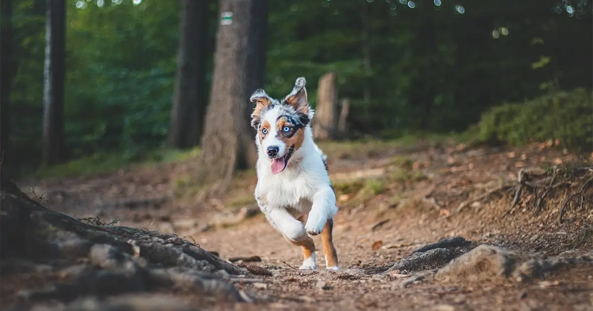 An Australian Shepherd dog runs energetically along a dirt path in a forest, with trees and undergrowth visible in the background.